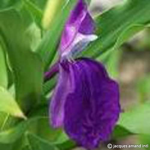 Auriculata-Floriade