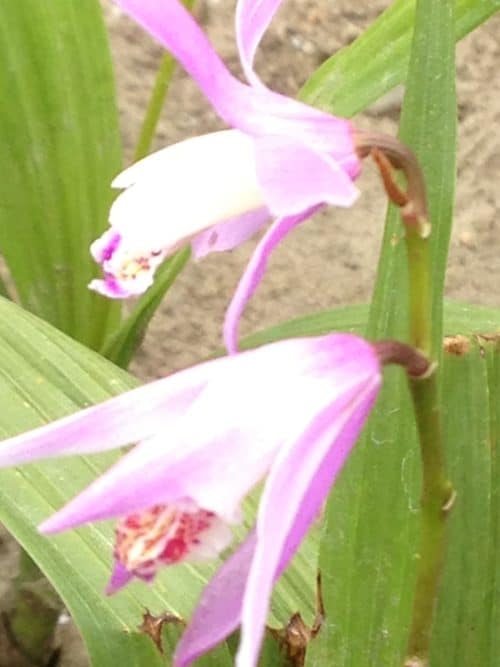 Bletilla Rose pink 1