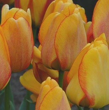 Blushing Apeldoorn sq
