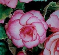 Bouton-de-Rose