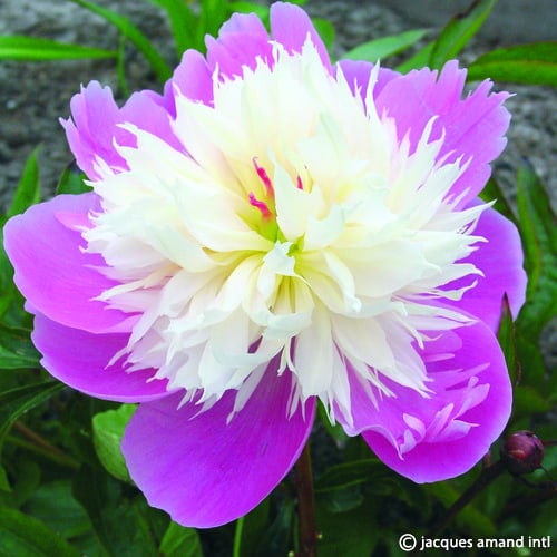 Bowl-Of-Beauty