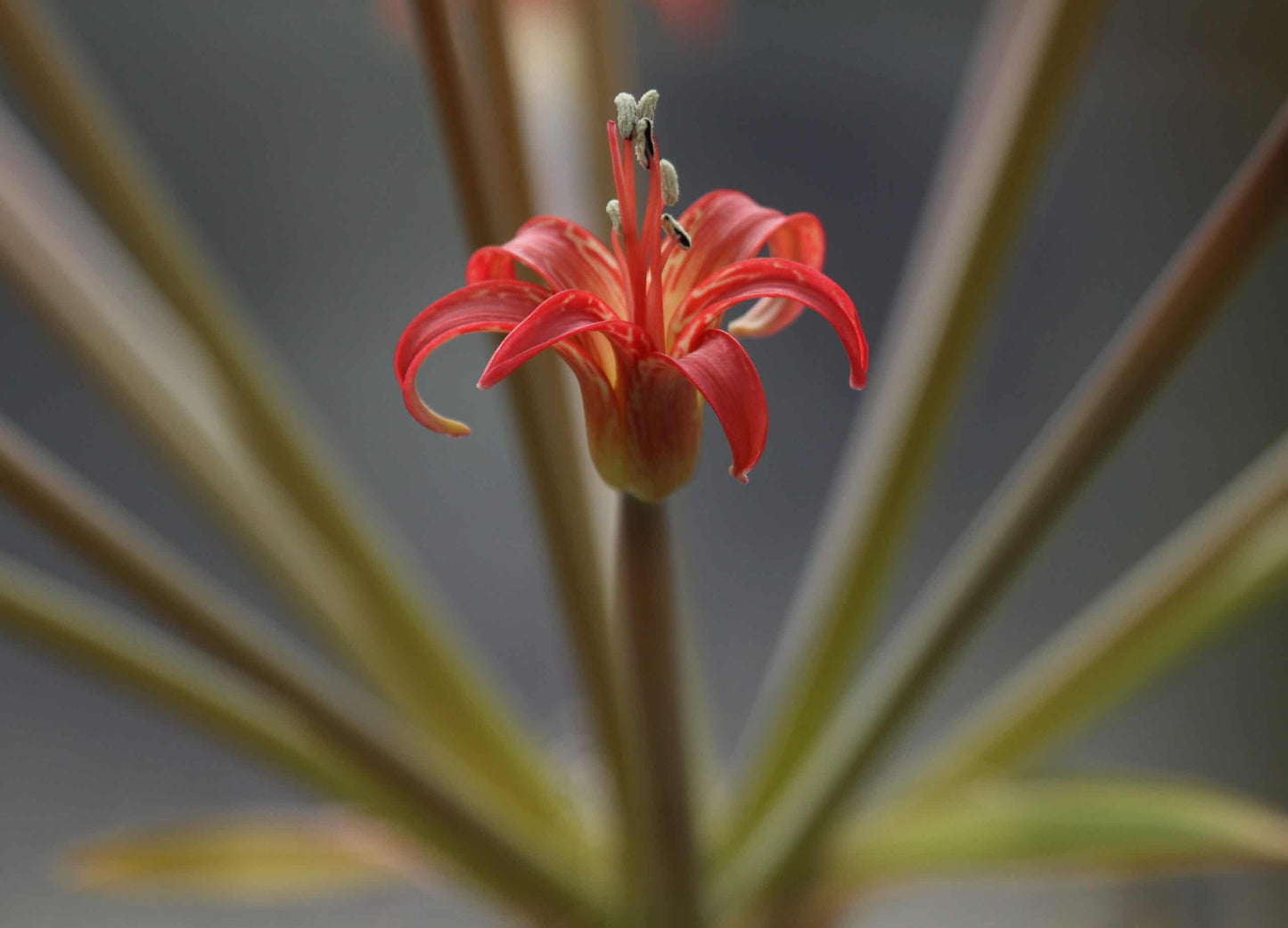 Brunsvigia litoralis