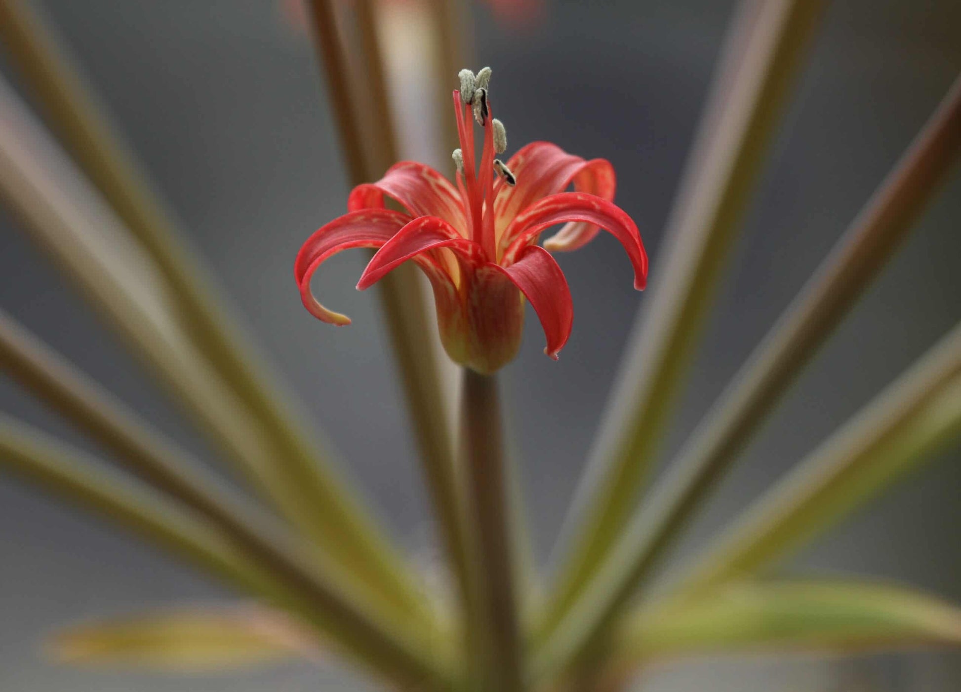 Brunsvigia litoralis