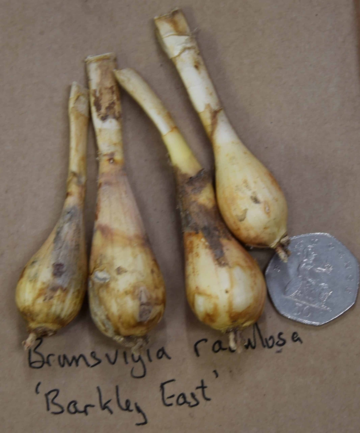 Brunsvigia radulosa ‘Barkley East’_8104