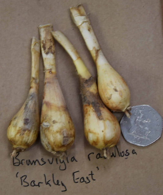 Brunsvigia radulosa ‘Barkley East’_8104