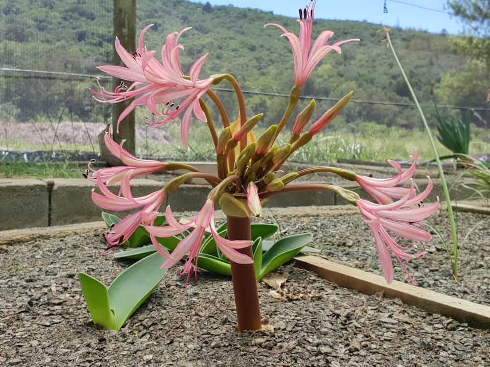 Brunsvigia radulosa pink