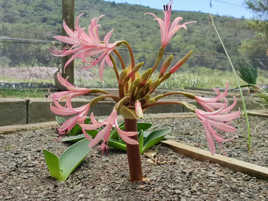 Brunsvigia radulosa pink
