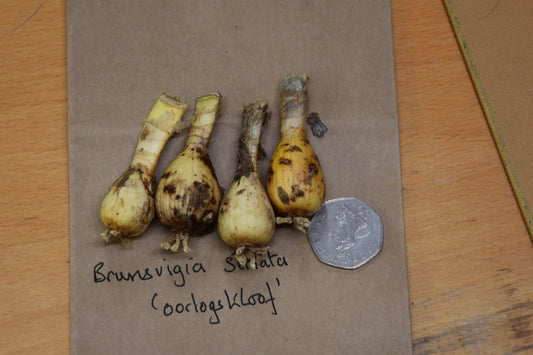 Brunsvigia striata ‘Oorlogskloof’_8102