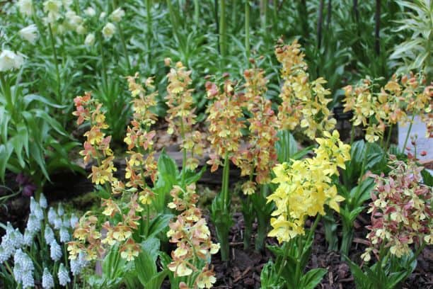 Calanthe Hybrids 2