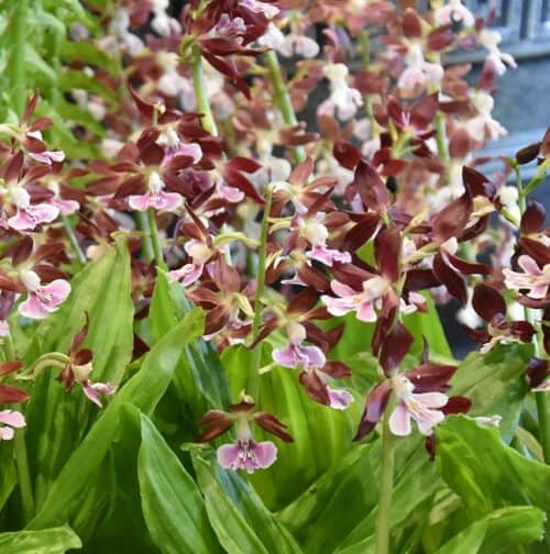 Calanthe discolor x Kozu_3460 – Copy