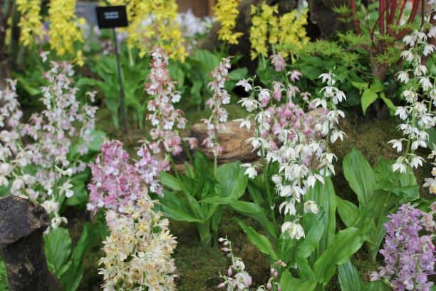 Calanthe hybrids orchid mix