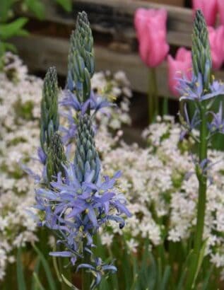 Camassia Blue Candle_8273 (3)