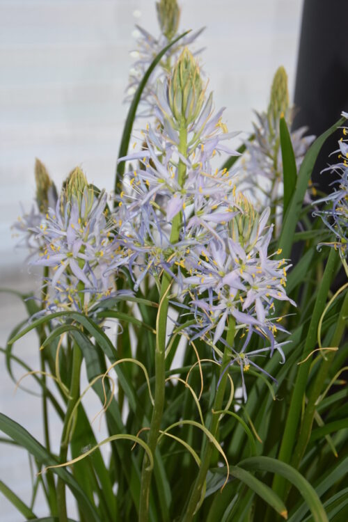 Camassia Blue Heaven_4131 (2)