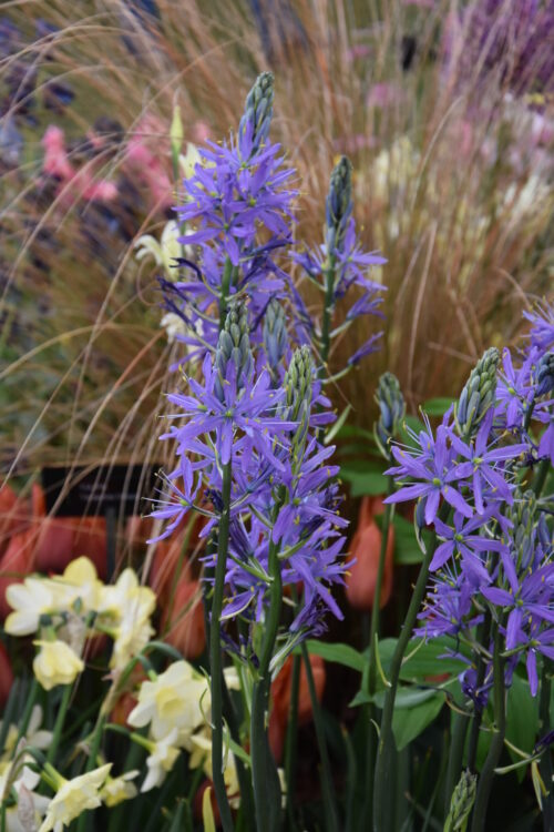 Camassia Leichtlini caerulea_8269 (1)