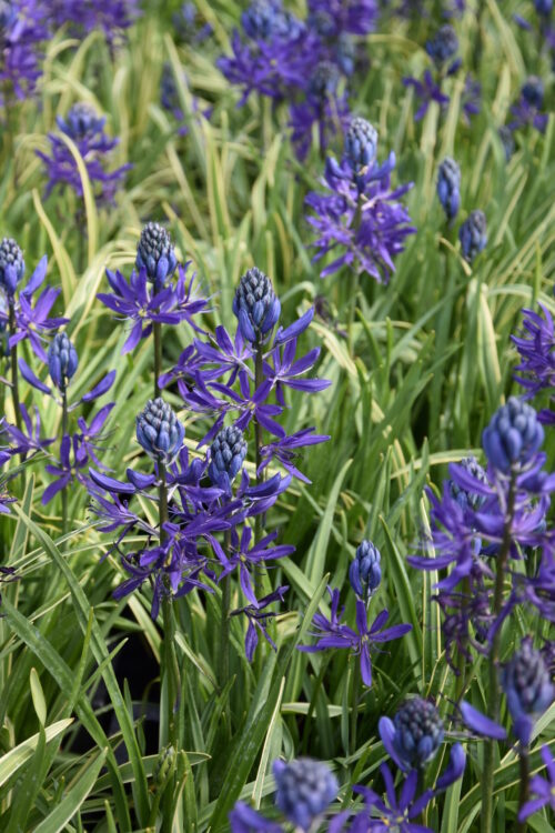 Camassia Quamash Blue Melody_1026 (5)