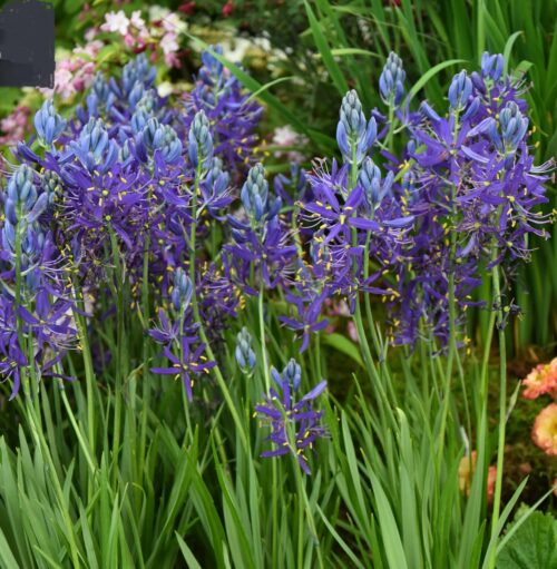 Camassia Quamash_8331 (1)