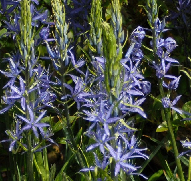 Camassia cusickii sq