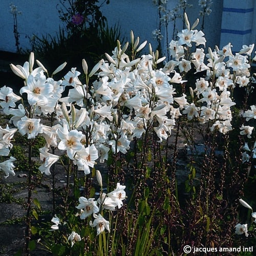 Candidum-AGM
