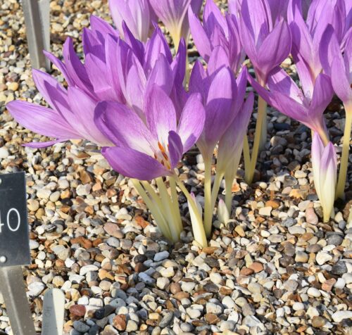 Colchicum Giant (142)_8269
