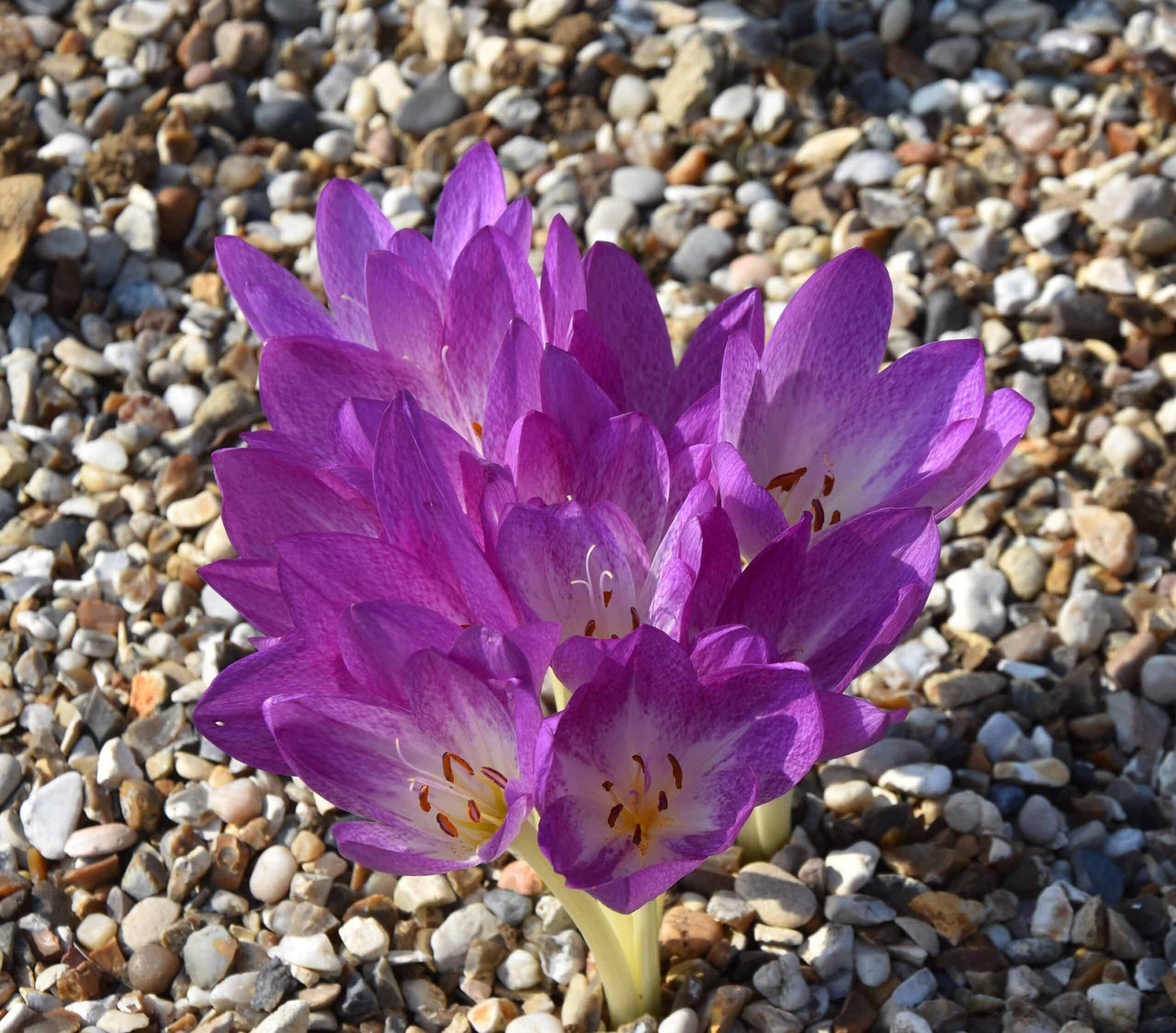 Colchicum Glory of Heemstede square