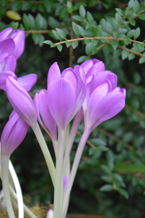 Colchicum Lilac Wonder_7801 (4)