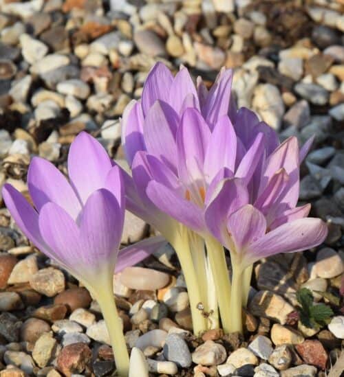 Colchicum Spartacus (84)_8263