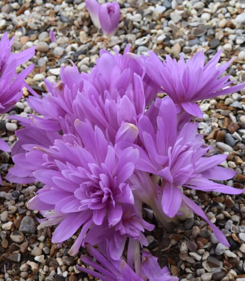 Colchicum Waterlily (82)_7434