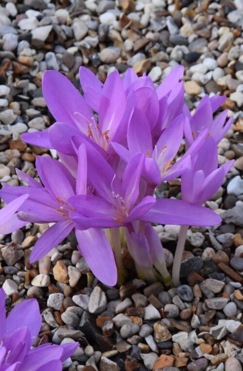 Colchicum autumnale (119) 2017_7046