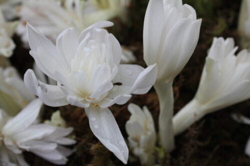 Colchicum autumnale Alboplenum_7021