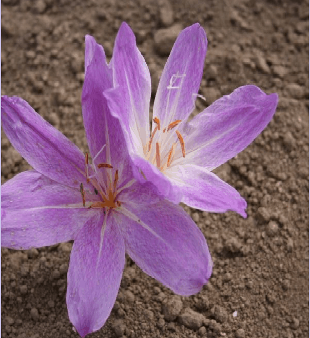 Colchicum bivonae Mount Giona