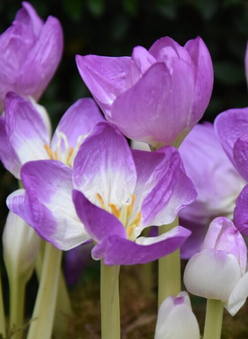 Colchicum bornmuellerii_7794 (3)