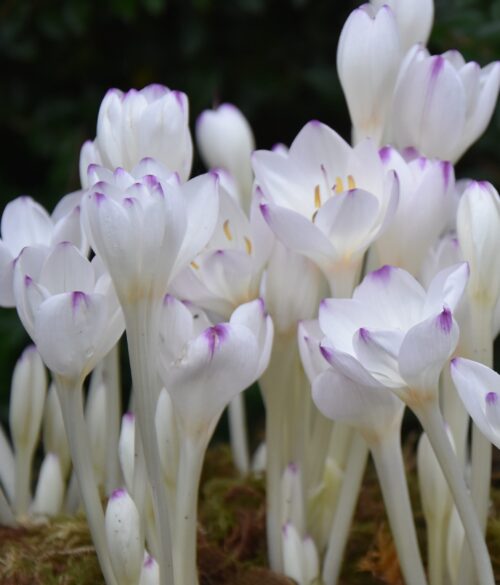 Colchicum byzantinum Album ‘Innocence’_7783 (5)