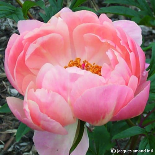 Coral-Charm