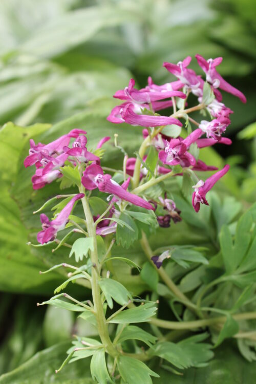 Corydallis Purple Bird_8155 (2)