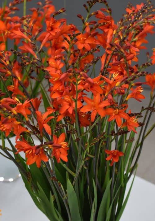 Crocosmia Anna Marie_6675 (2)