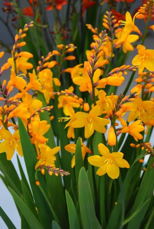 Crocosmia Columbus_6681 (2)
