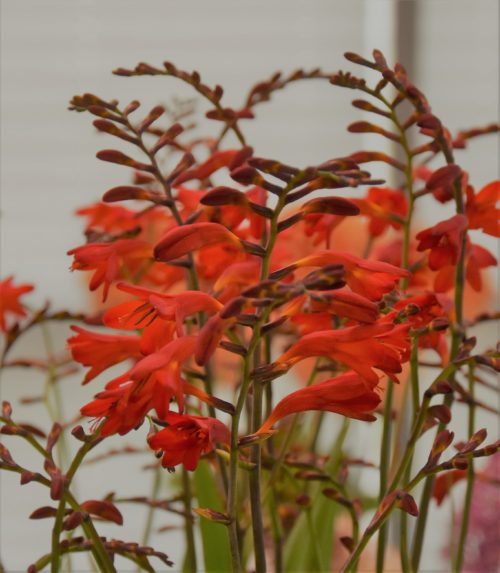 Crocosmia Emberglow