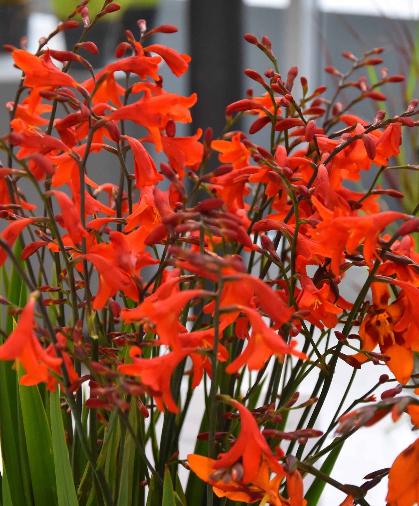 Crocosmia Lady Jane_6762
