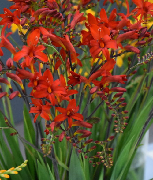 Crocosmia Lucifer_6687 (1)