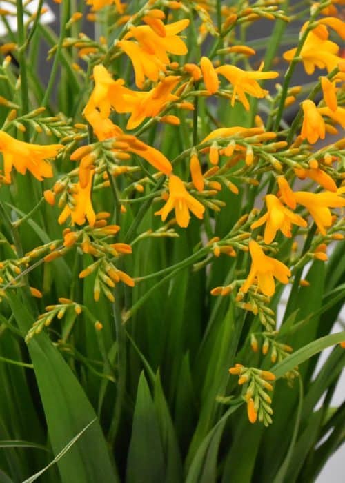 Crocosmia Suzanna_6693 (2)
