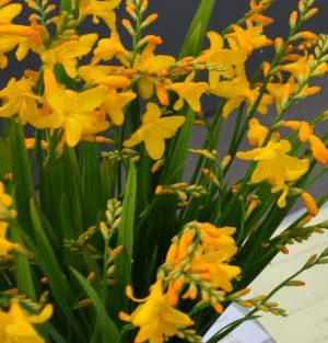 Crocosmia yellow