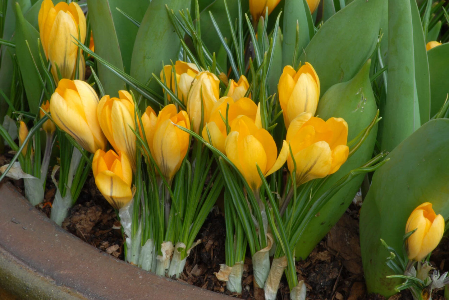 Crocus Golden Yellow
