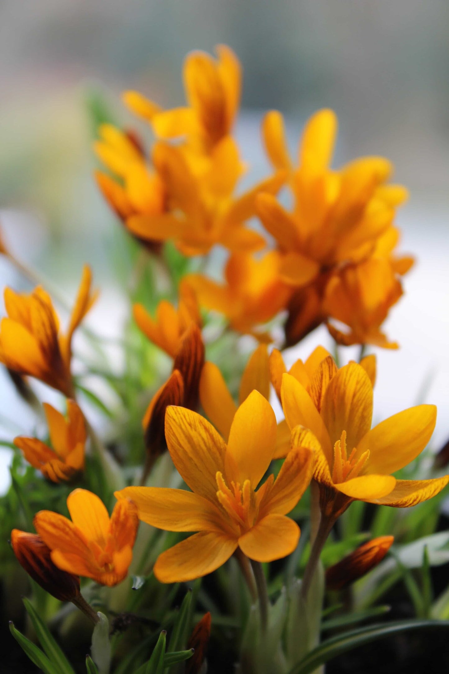 Crocus Orange Monarch