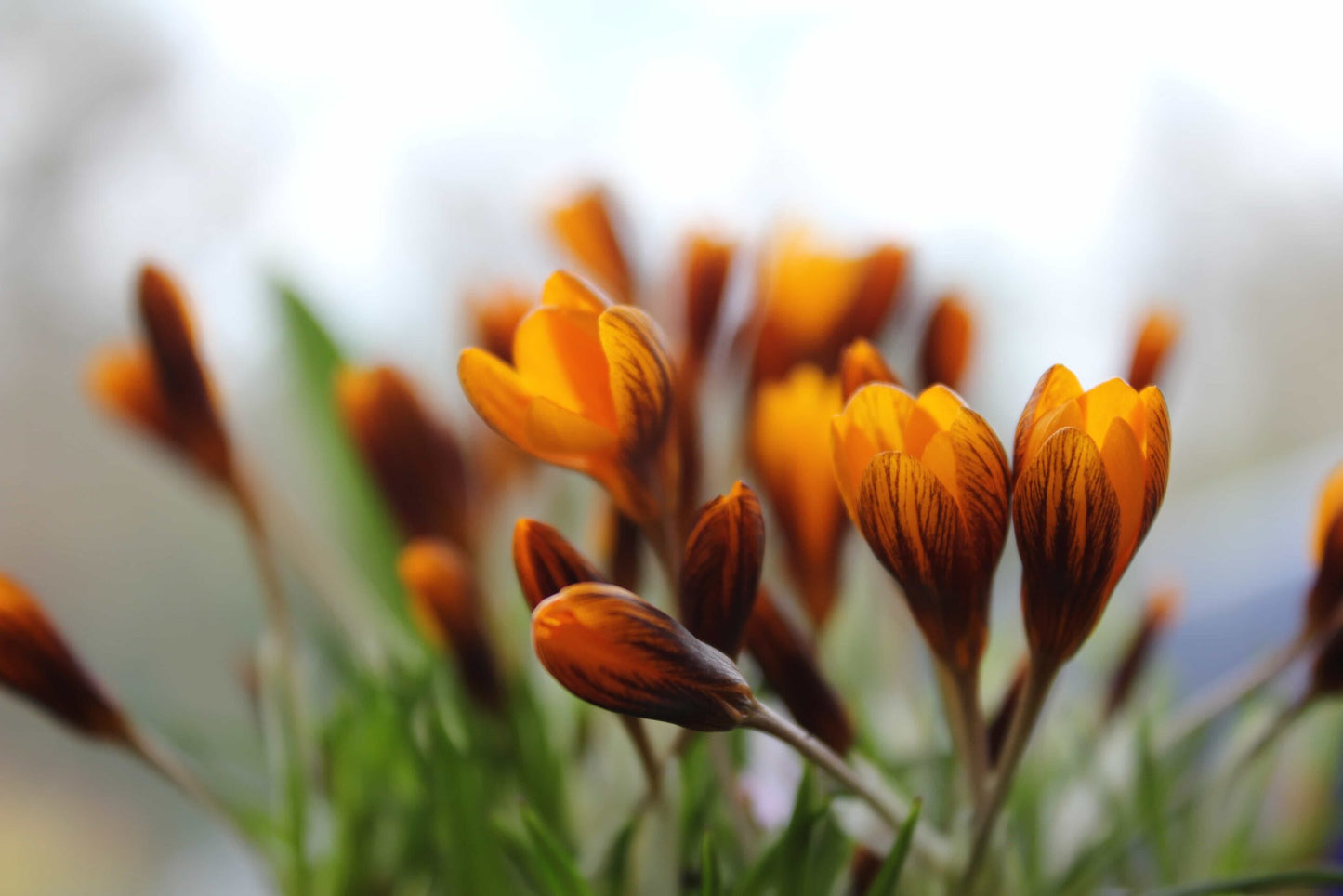 Crocus Orange Monarch