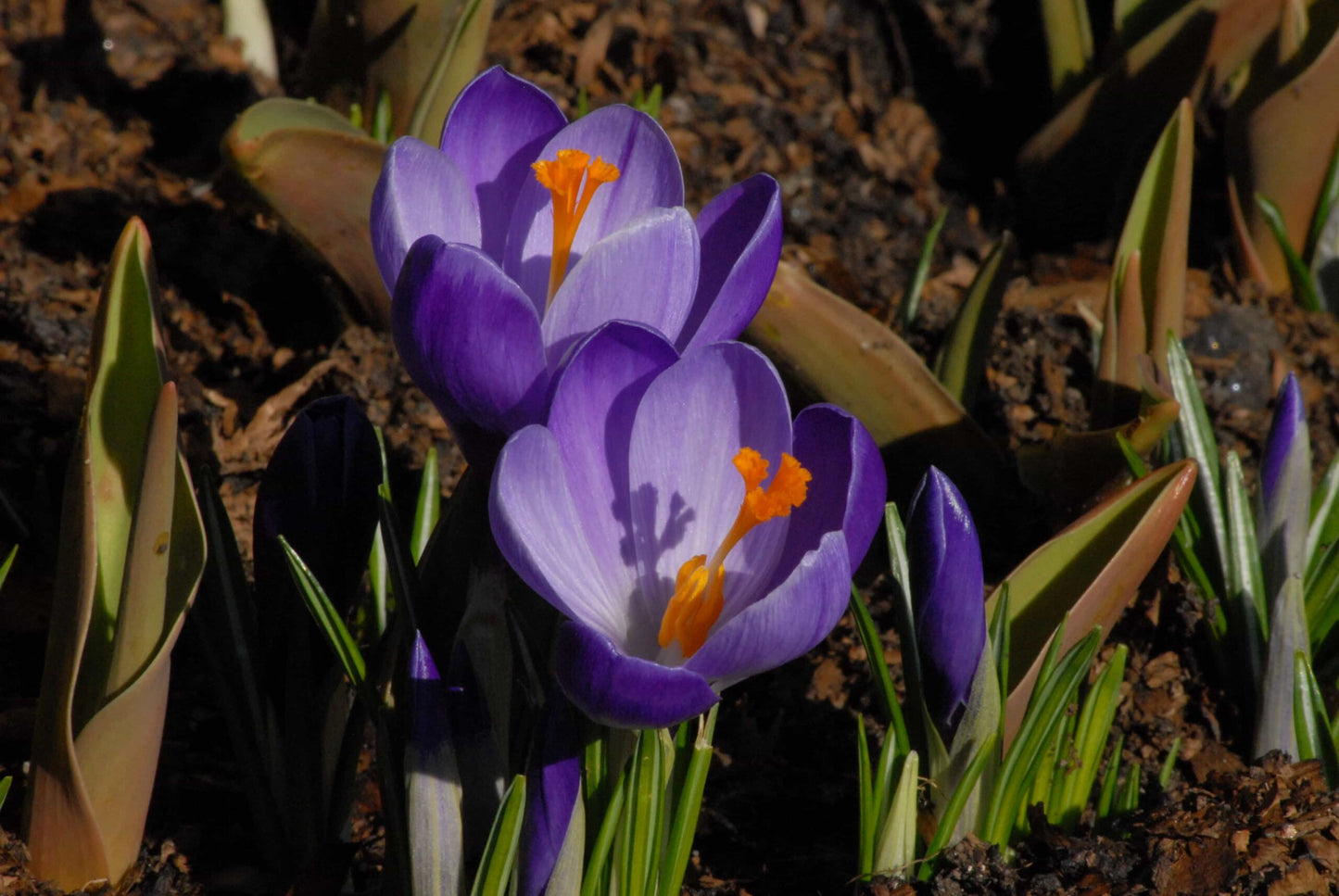 Crocus Remembrance