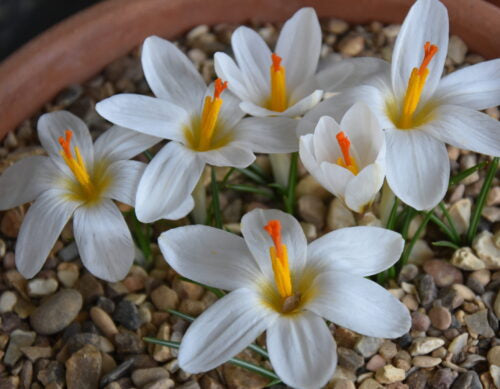 Crocus malyi