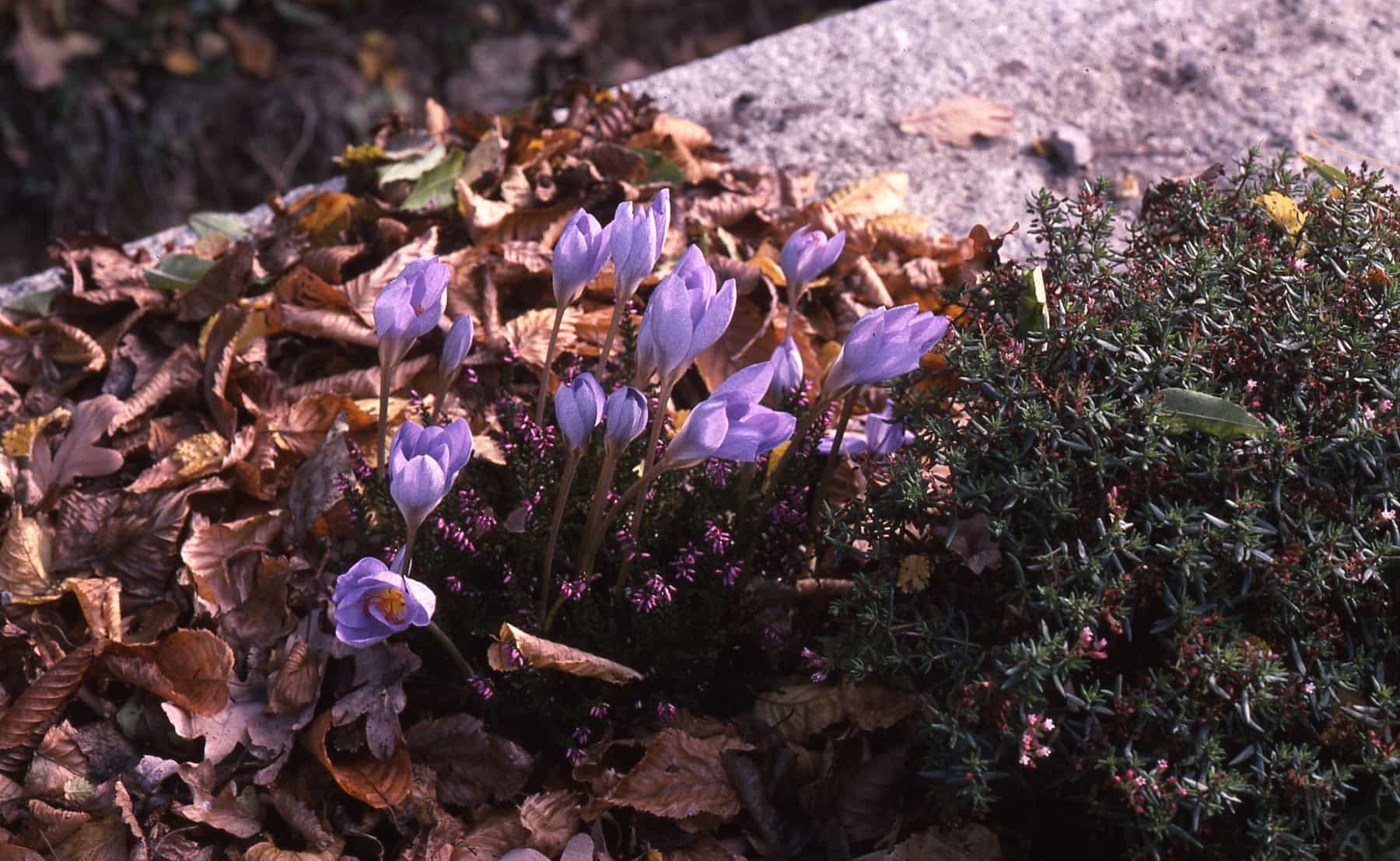 Crocus medius