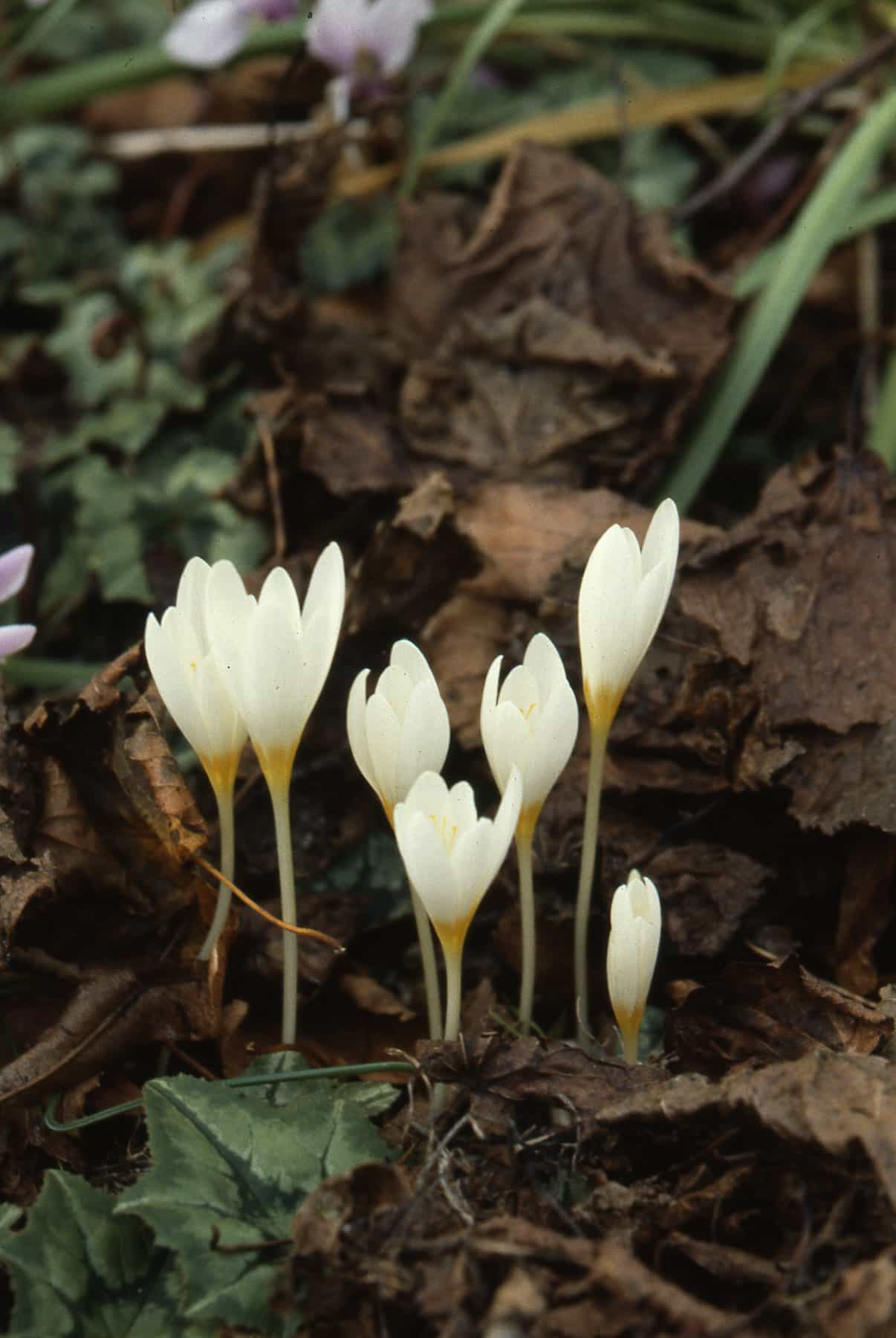 Crocus ochroleucus