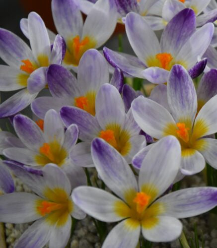 Crocus sieberi Ronald Ginns_web
