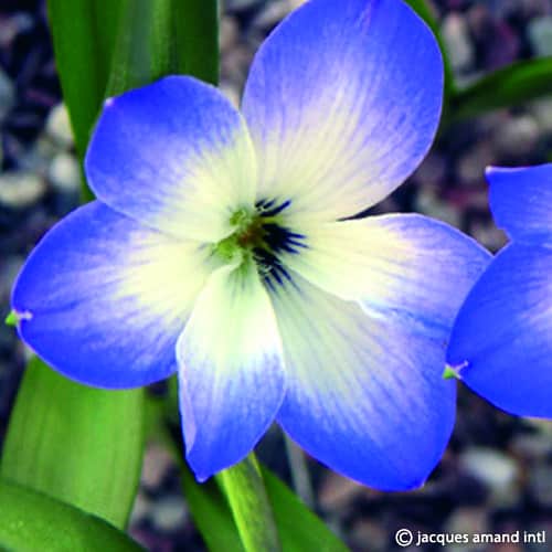 Cyanocrocus-Stormcloud